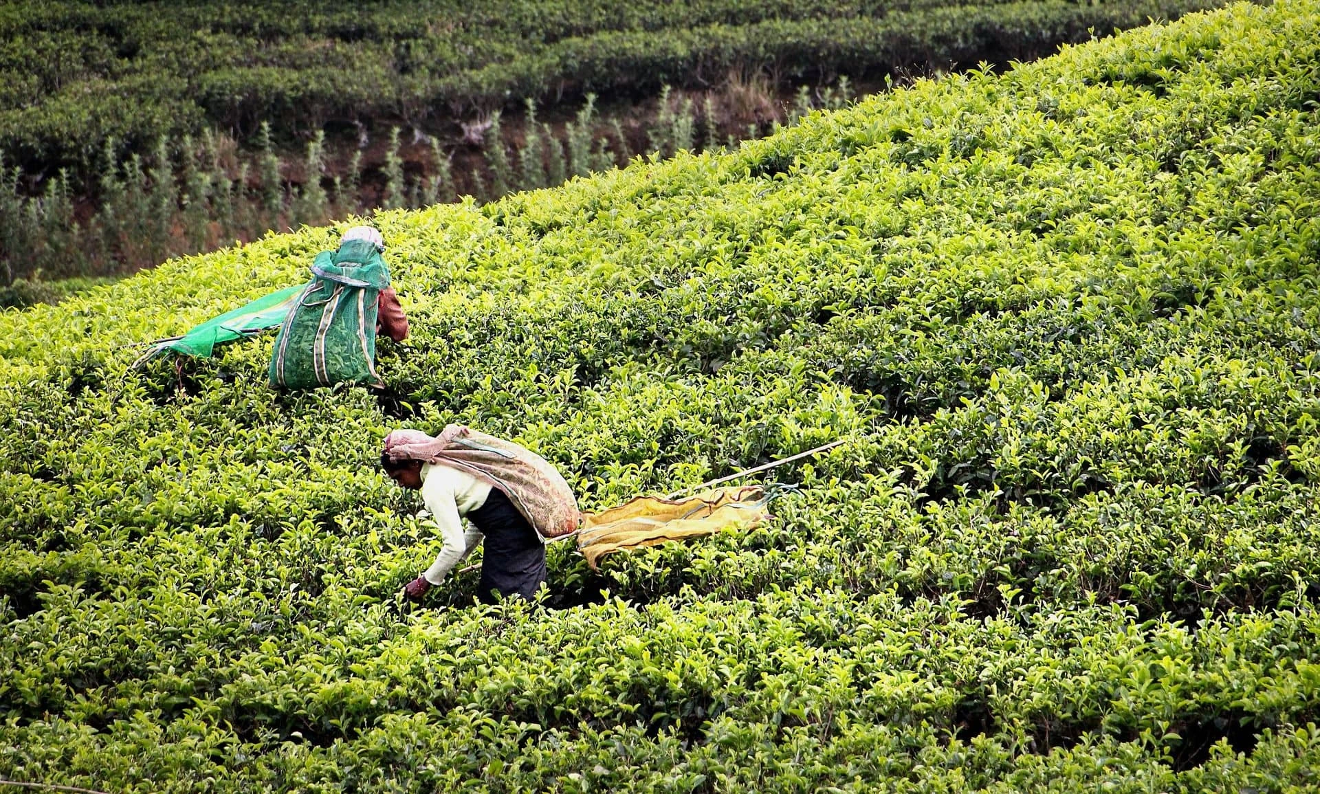 Women are picking tea leaves