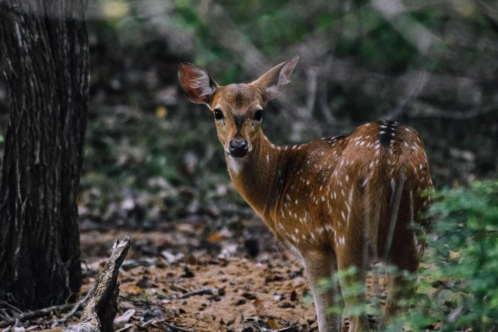 deer in the forest
