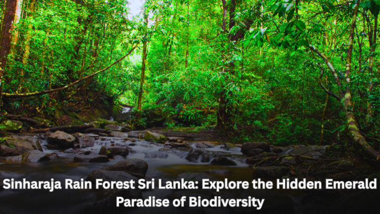 Sinharaja Rain Forest Sri Lanka: Explore the Hidden Emerald Paradise of Biodiversity featured image