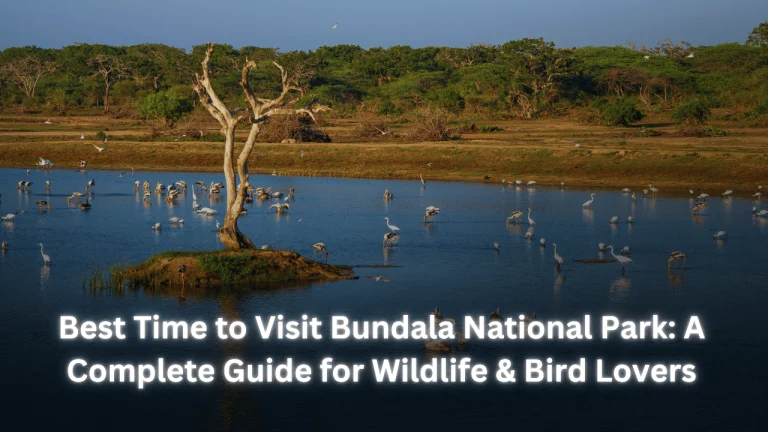 Best Time to Visit Bundala National Park: A Complete Guide for Wildlife & Bird Lovers featured image